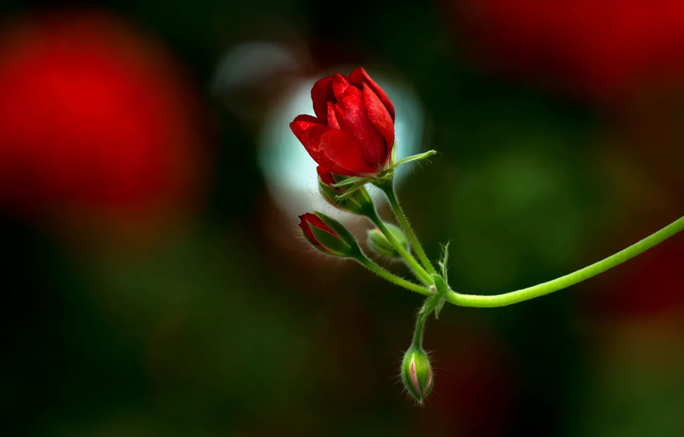 Photo wallpaper flower, sprig, red, buds, geranium