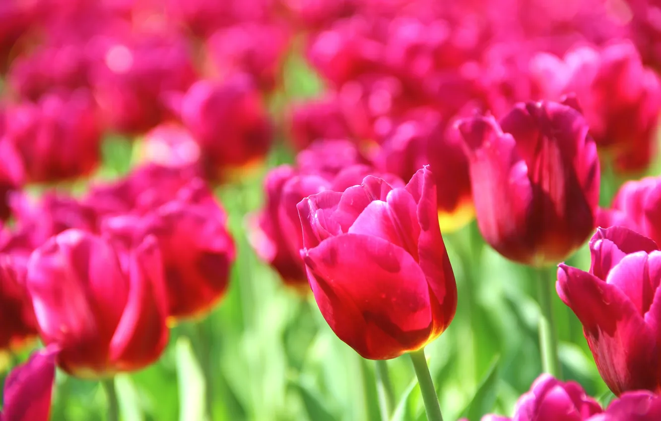 Photo wallpaper flowers, nature, background, Wallpaper, beautiful, pink, flowers, widescreen