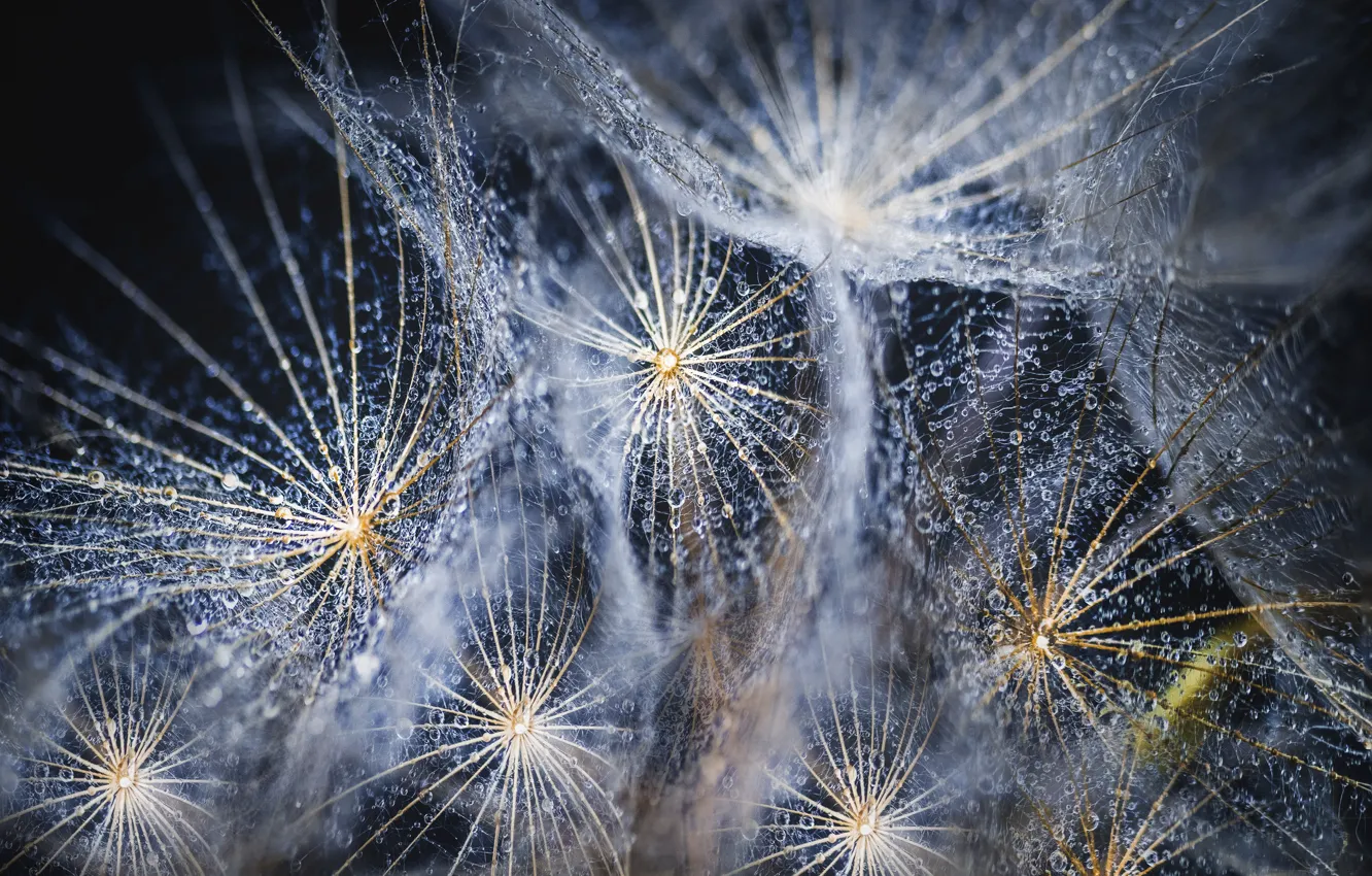 Photo wallpaper garden, dandelion seed, dandelion flowers