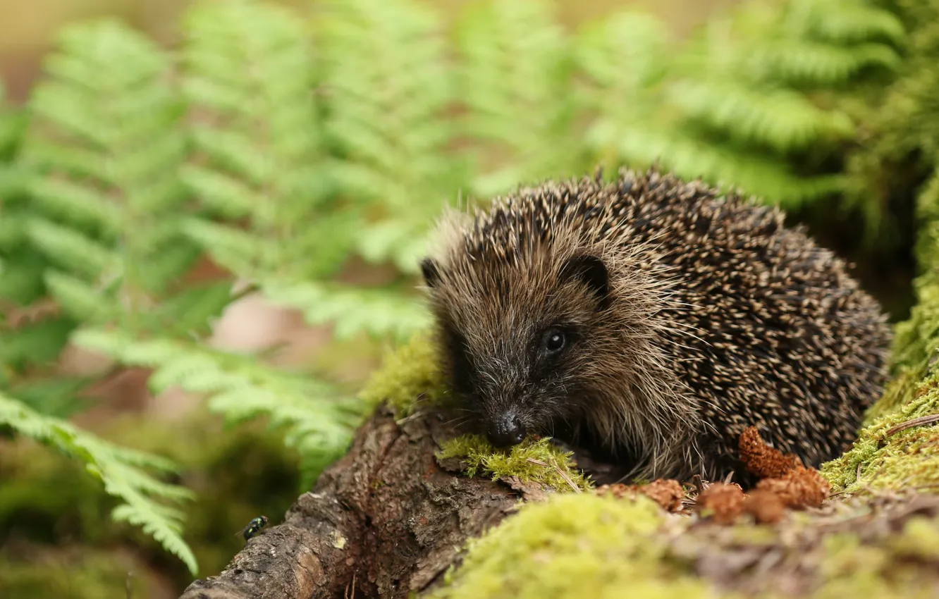 Photo wallpaper moss, hedgehog, bokeh