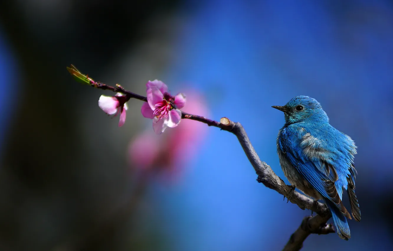 Photo wallpaper flowers, branches, Hummingbird, Hummingbird