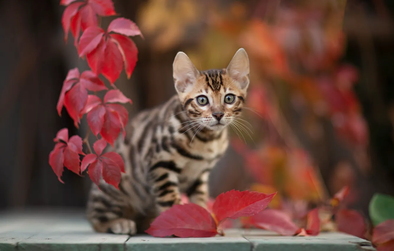 Photo wallpaper cat, look, leaves, kitty, bokeh, cat, Yuriy Korotun