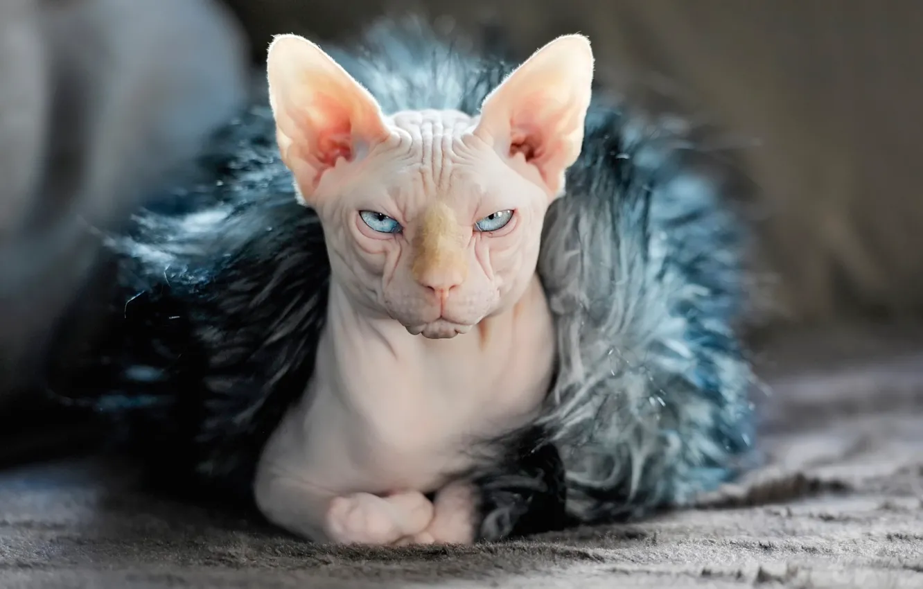 Photo wallpaper cat, fur, ears