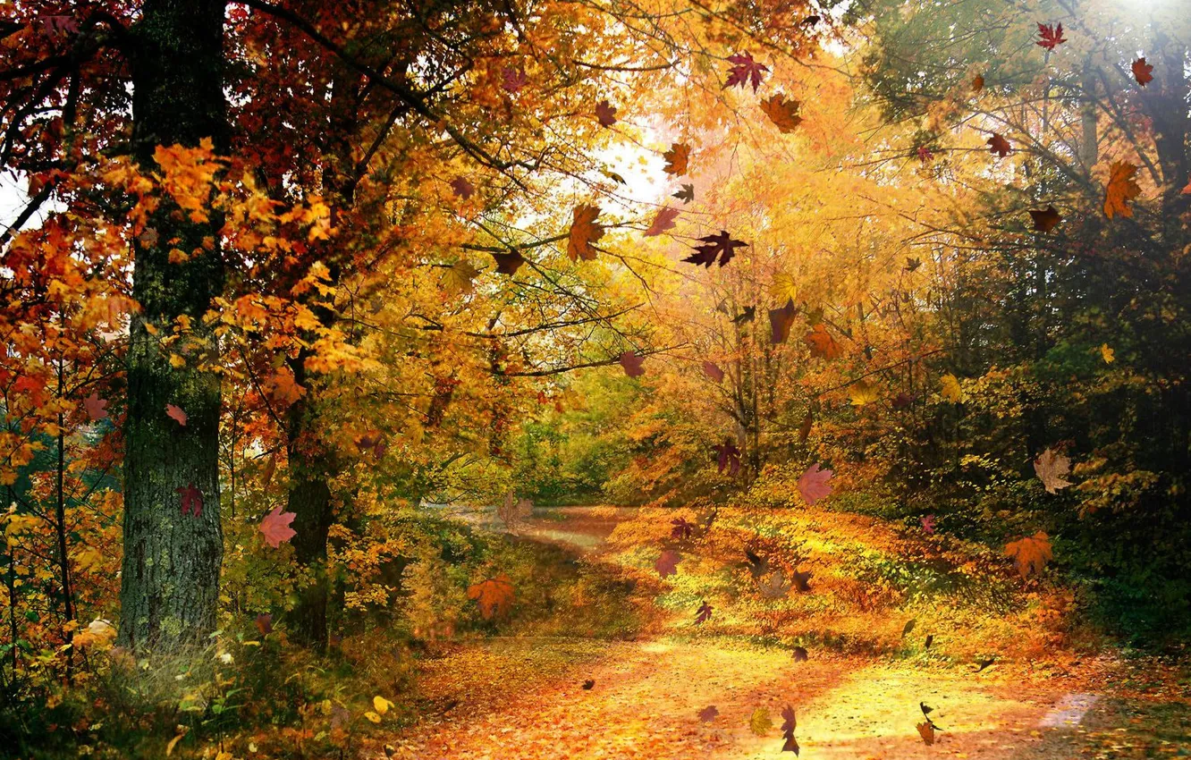 Photo wallpaper autumn, forest, leaves, trees, branches, foliage, gold