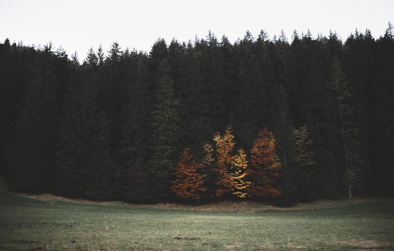 Photo wallpaper autumn, forest, fog