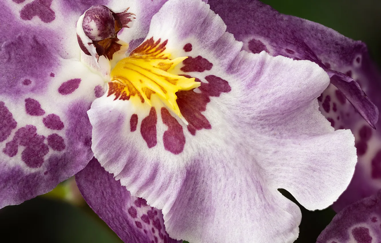 Photo wallpaper flowers, petals, Orchid, purple Orchid, spots