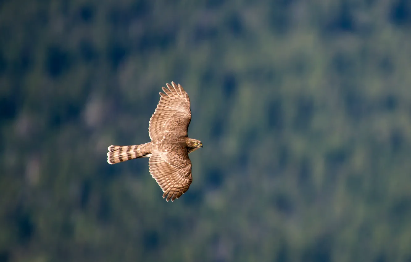 Photo wallpaper flight, wings, Bird, bird, stroke, hawk, hawk