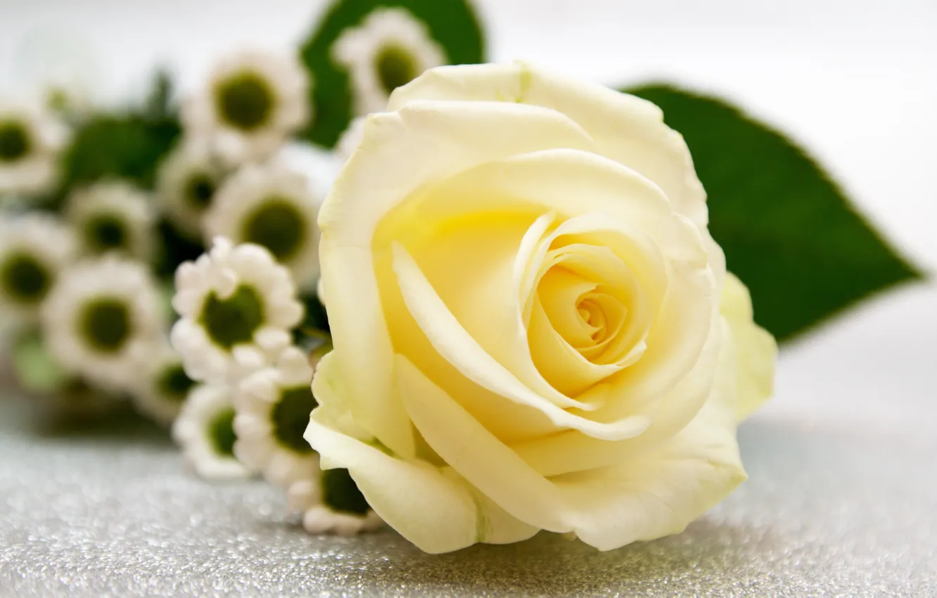 Photo wallpaper white, flowers, yellow, roses, bouquet, bokeh