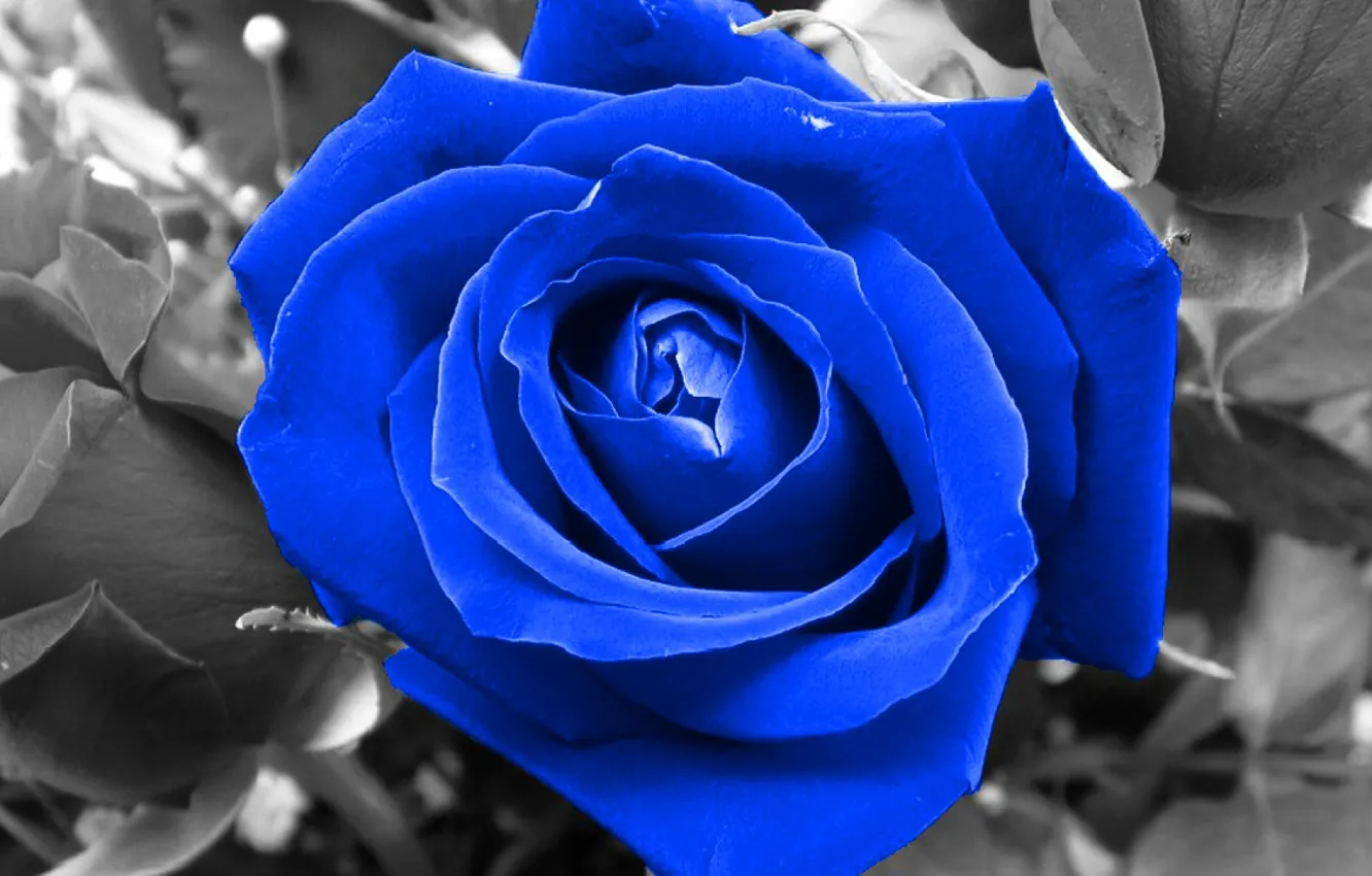 Photo wallpaper flower, rose, blue