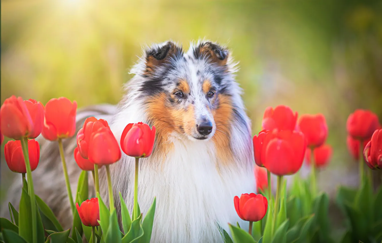 Photo wallpaper face, flowers, dog, tulips, Sheltie, Shetland Sheepdog