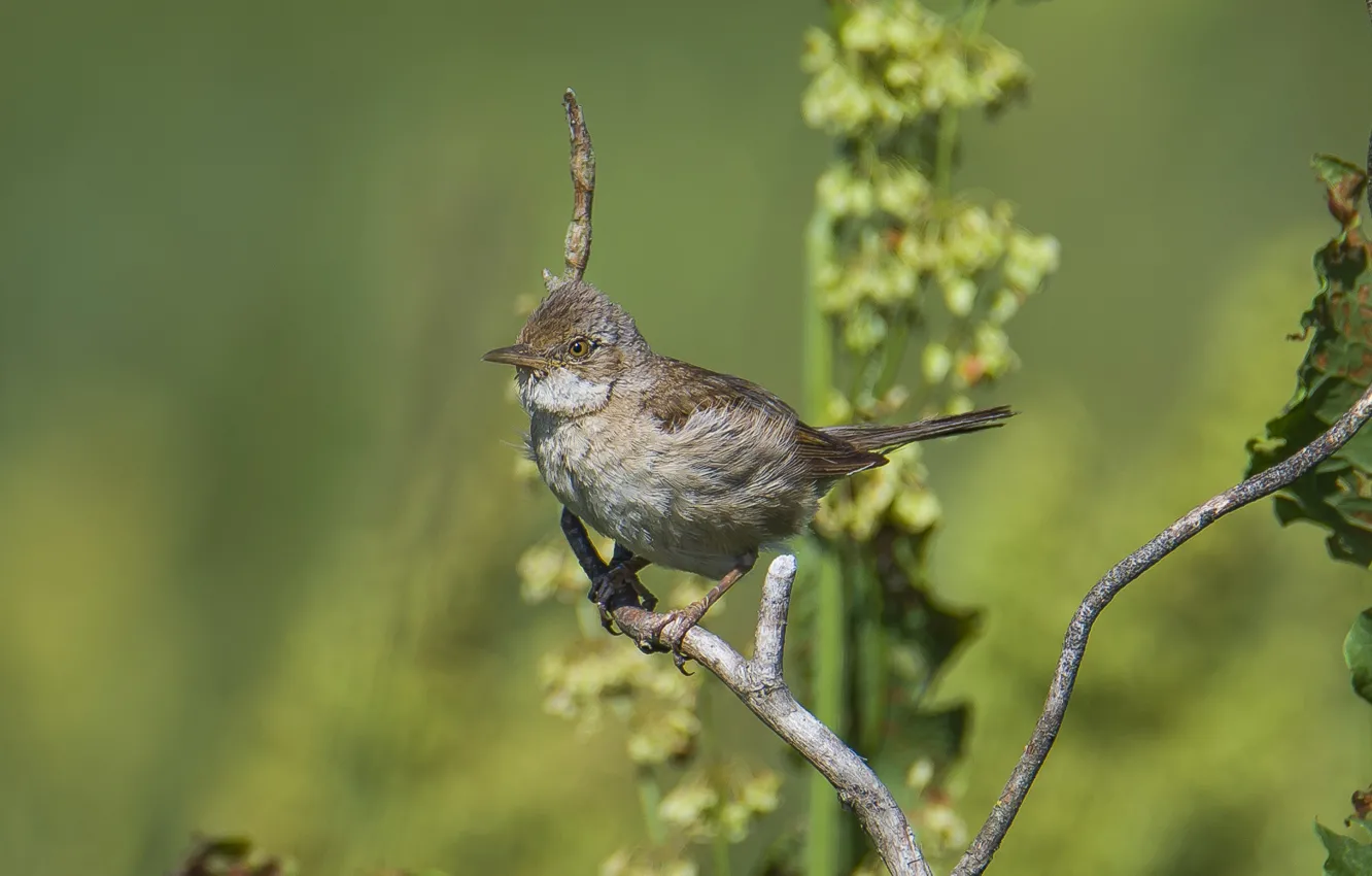 Photo wallpaper look, Warbler, photohunt