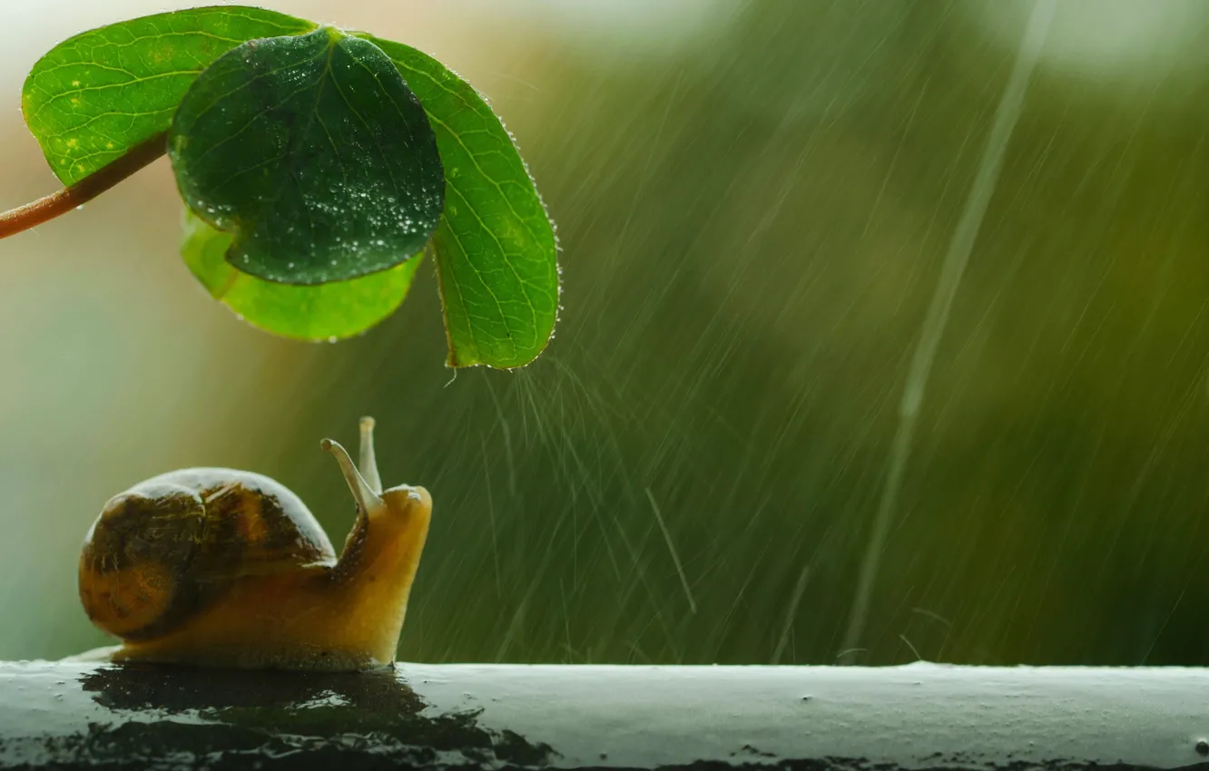 Photo wallpaper umbrella, shell, snail, raining