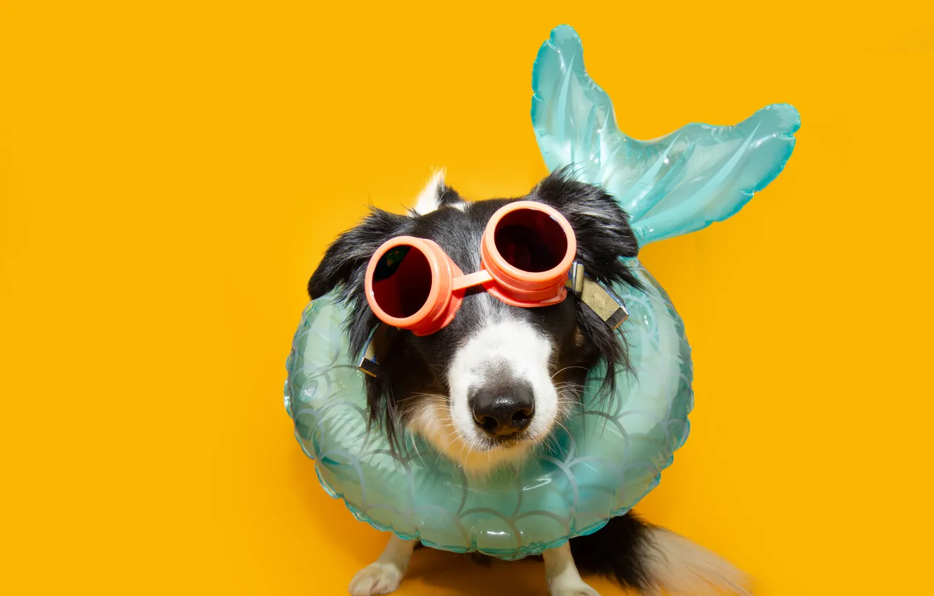 Photo wallpaper look, nature, pose, dog, face