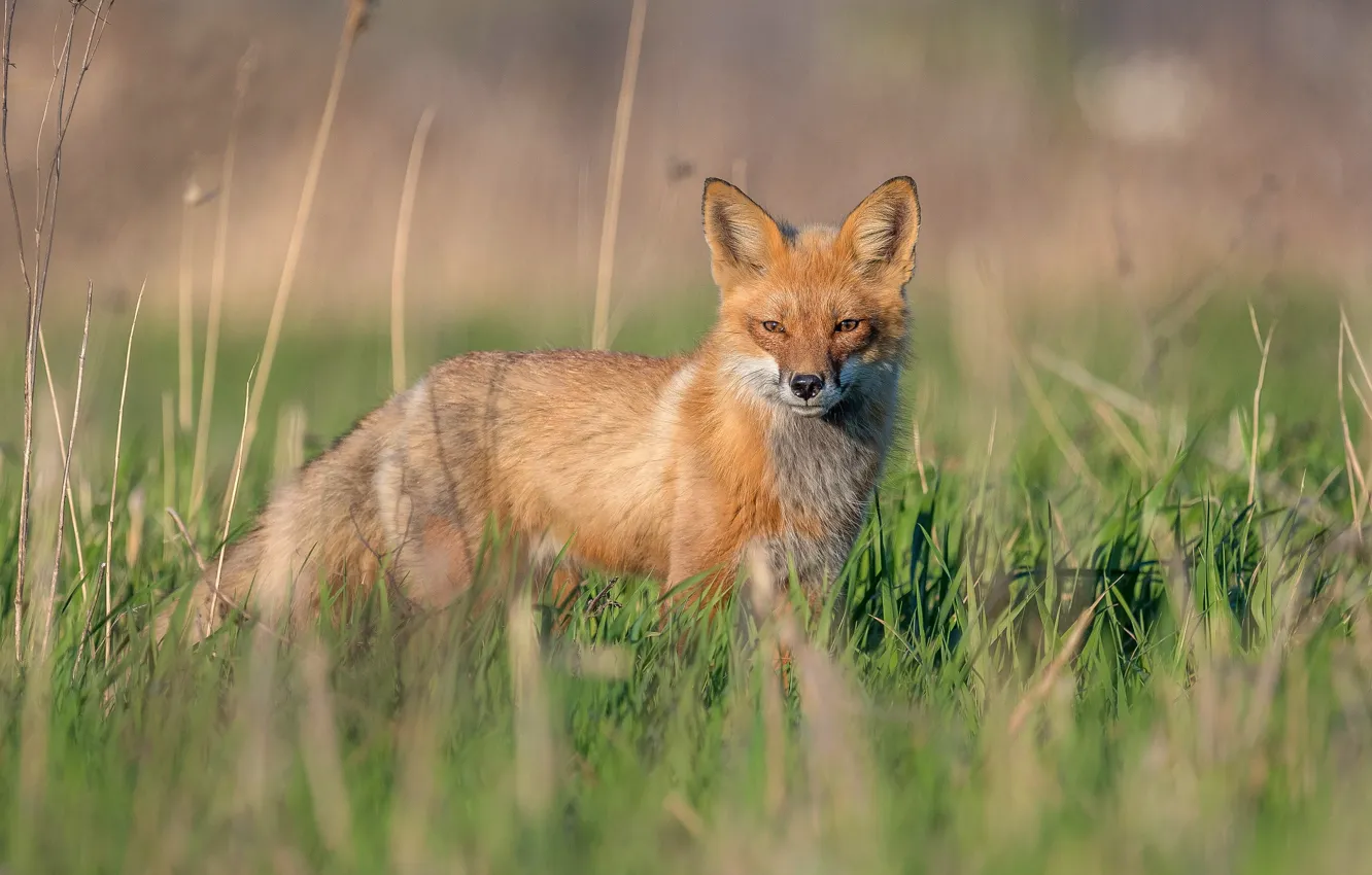 Photo wallpaper grass, the sun, Fox, red, bokeh