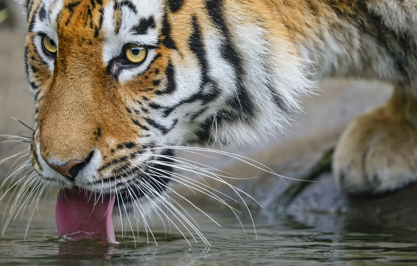 Photo wallpaper language, cat, look, face, tiger, Amur, drinking, ©Tambako The Jaguar