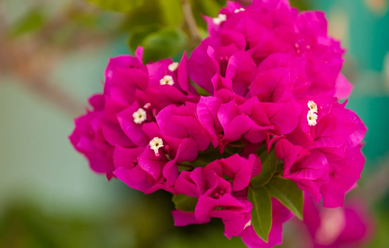 Photo wallpaper flowers, pink, bougainvillea