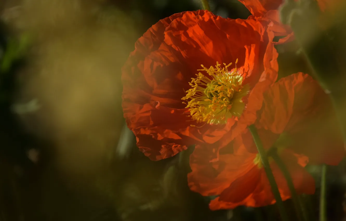 Photo wallpaper macro, flowers, red, Maki, blur, haze, bokeh