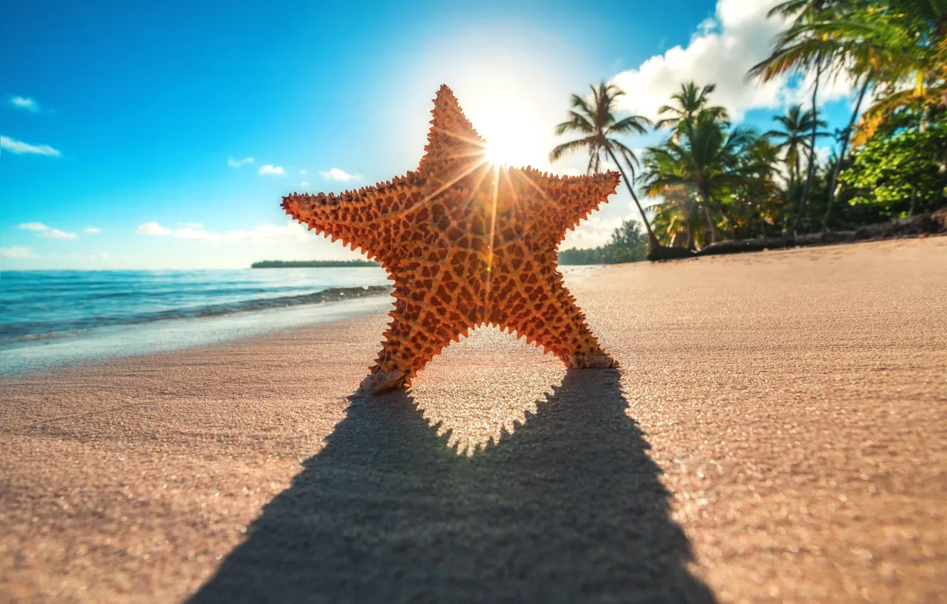 Photo wallpaper the sun, stars, rays, tropics, palm trees, the ocean, shore, shadow