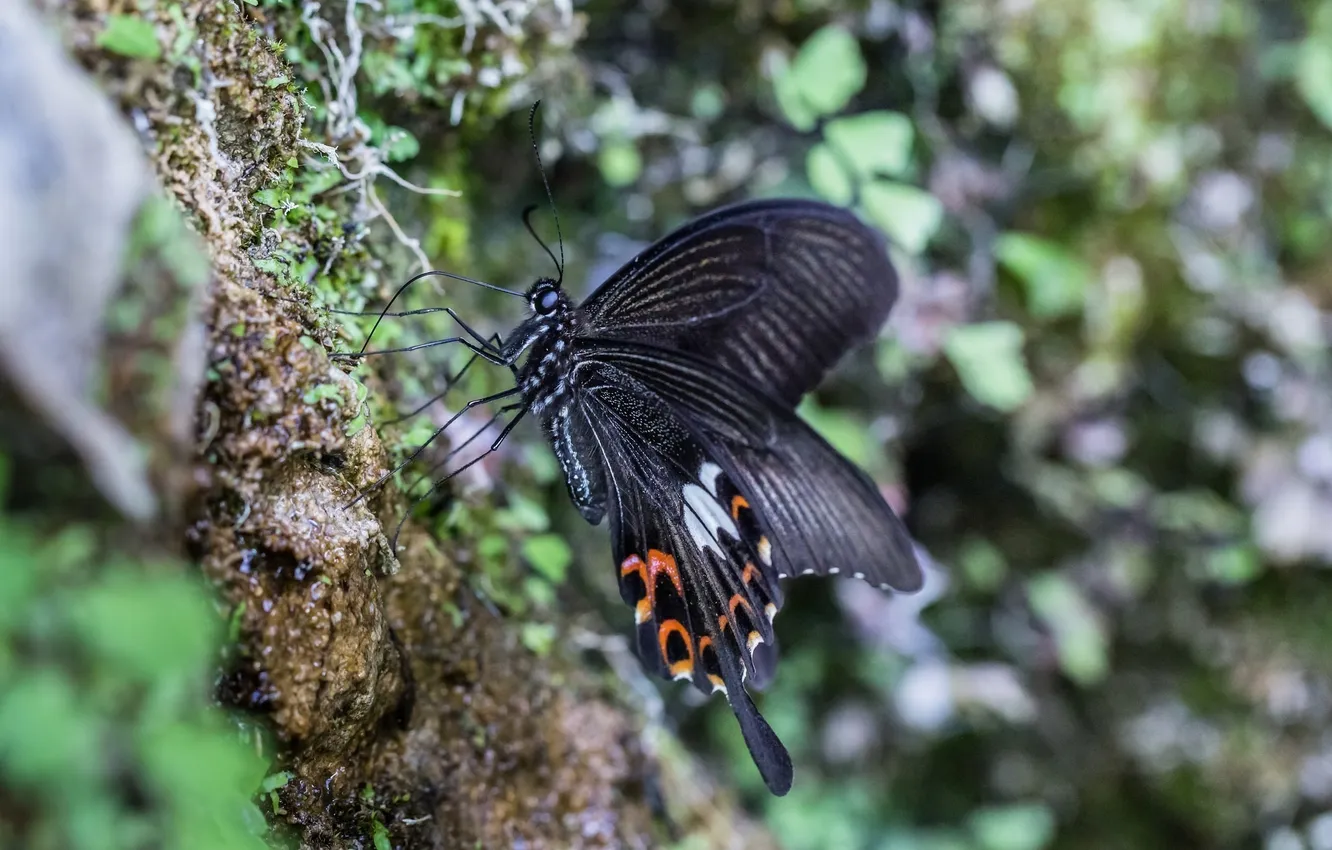 Photo wallpaper macro, black, butterfly, wings