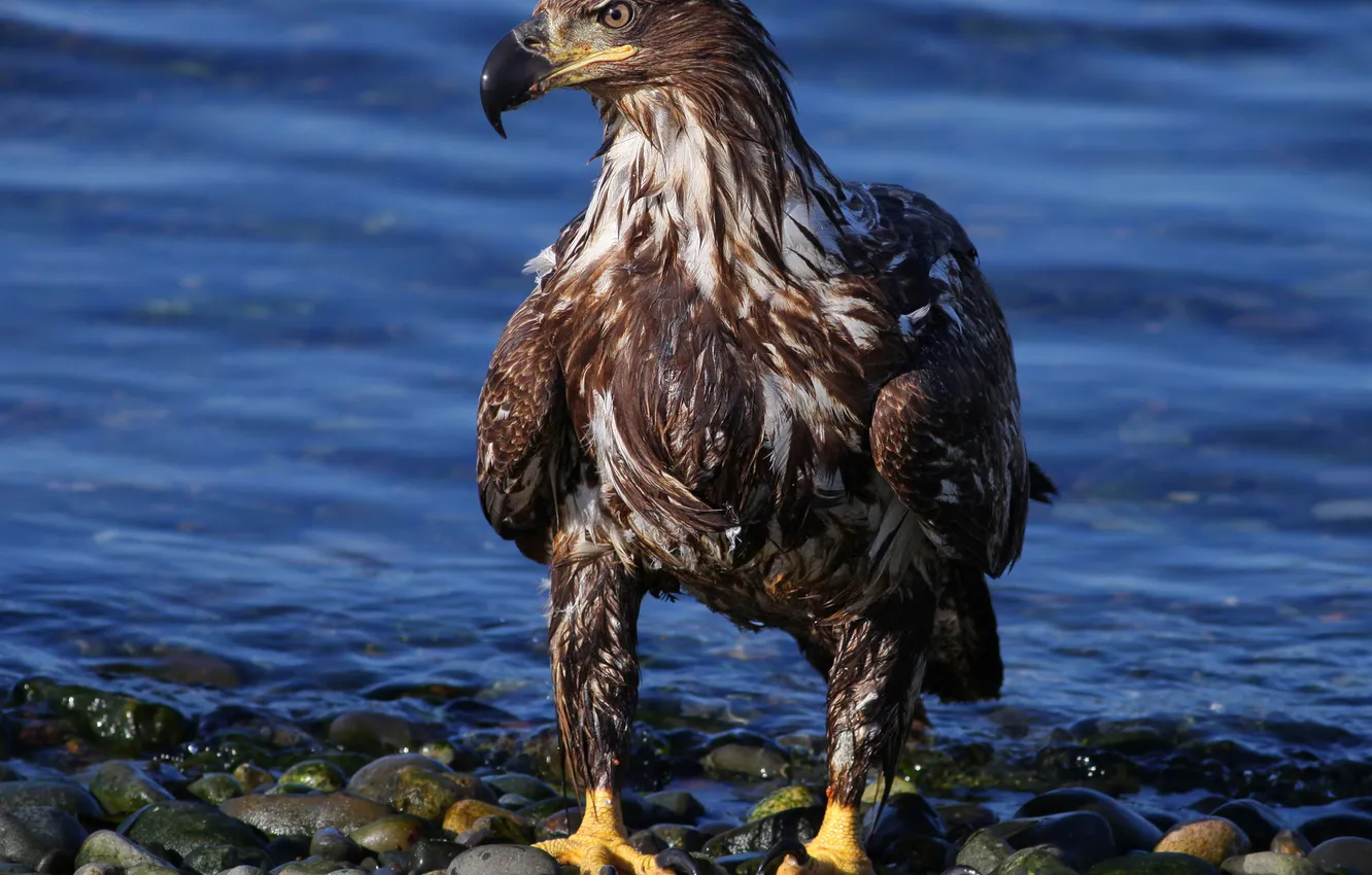 Photo wallpaper water, stones, bird, predator, bald eagle