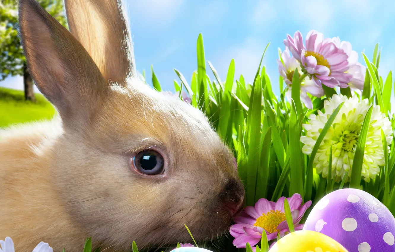 Photo wallpaper grass, flowers, chamomile, eggs, spring, rabbit, meadow, Easter