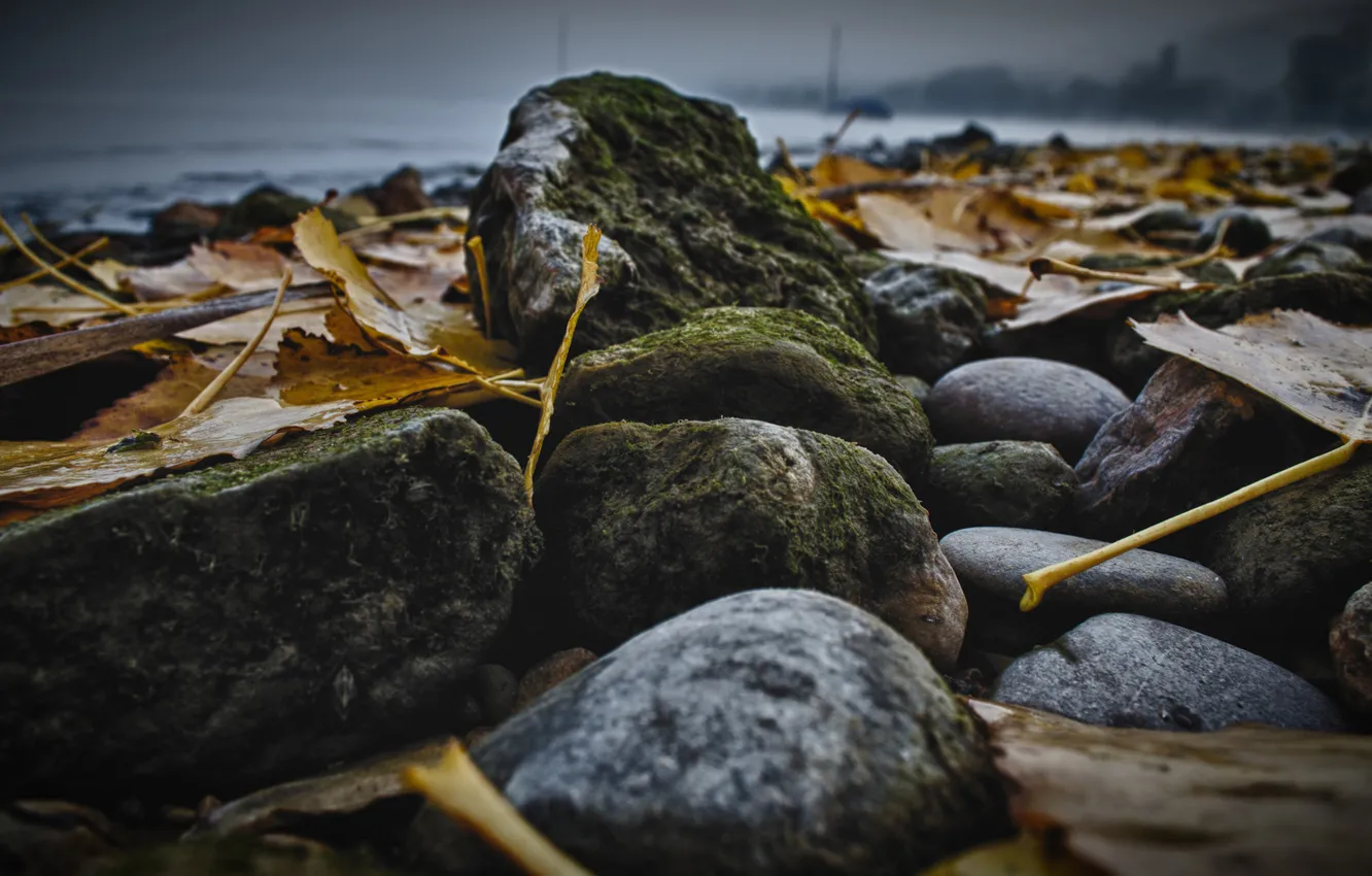 Photo wallpaper autumn, leaves, yellow, stones, moss, stones
