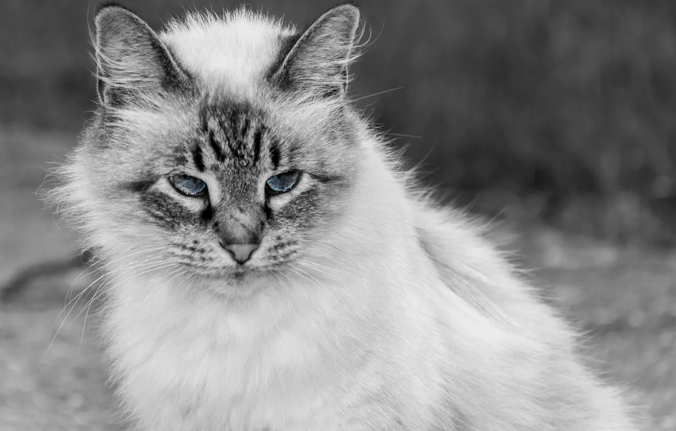 Photo wallpaper cat, look, face, Koshak, Tomcat