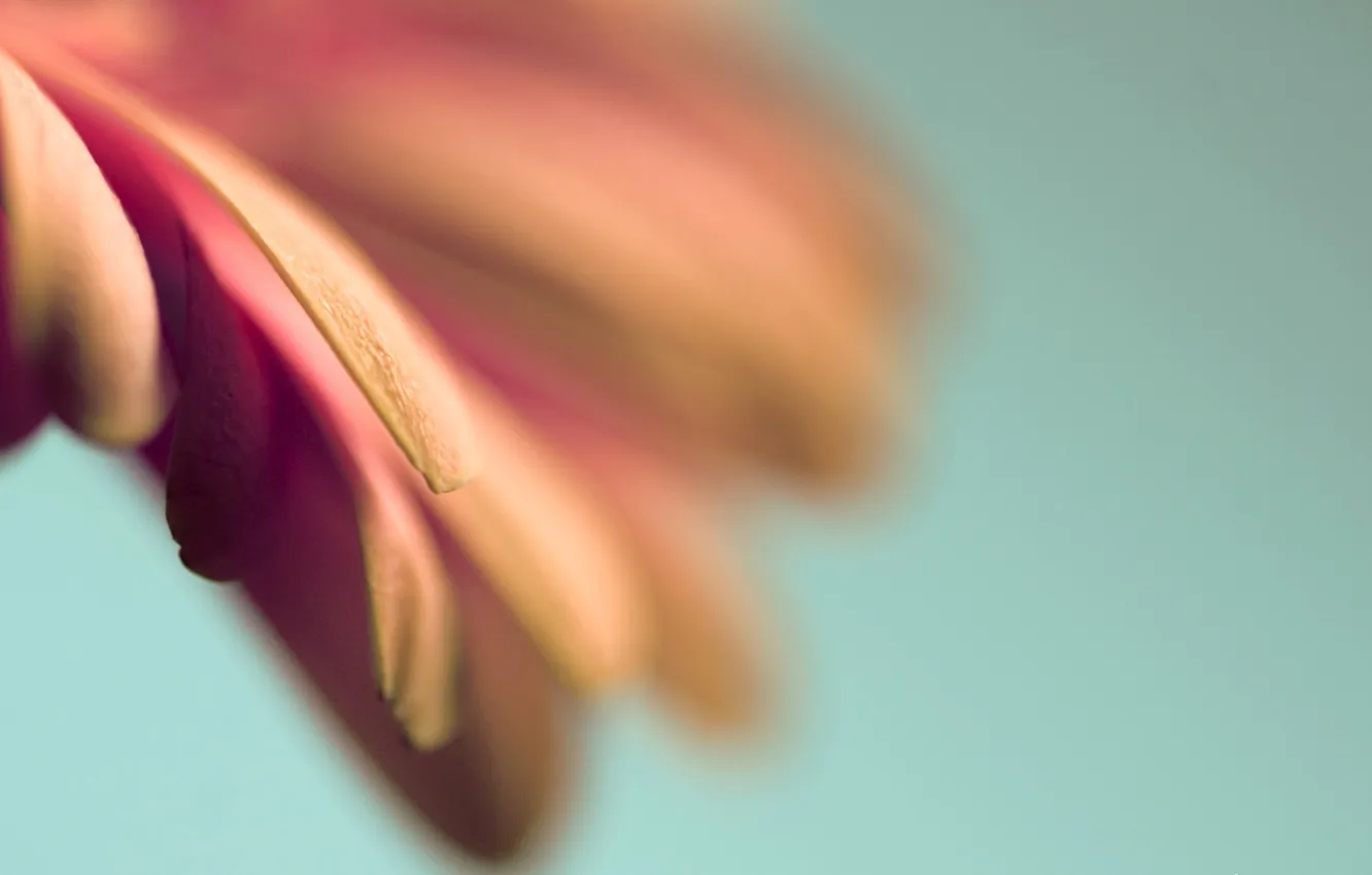 Photo wallpaper macro, flowers, photo, Wallpaper, plant, petals, picture