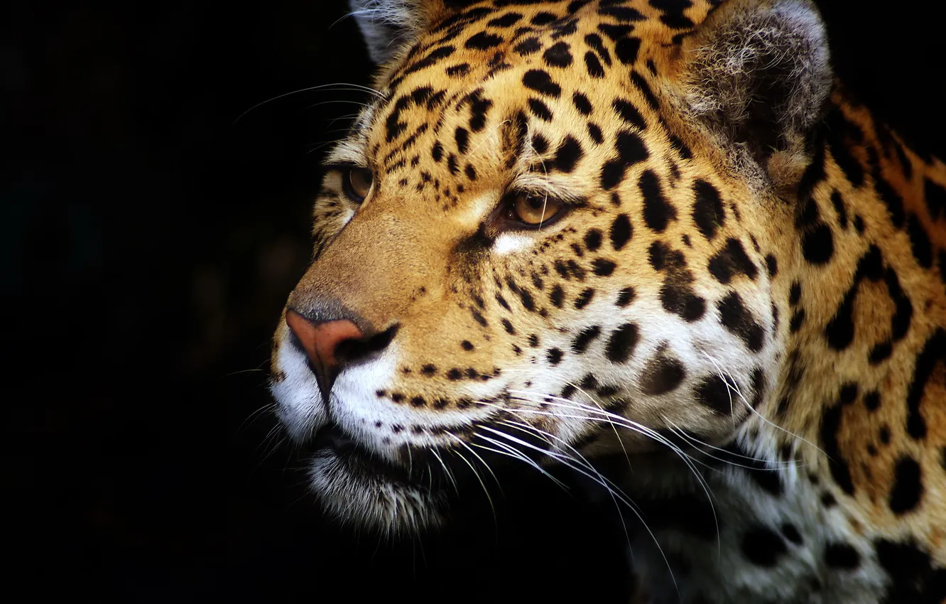 Photo wallpaper face, predator, Jaguar, profile, the dark background