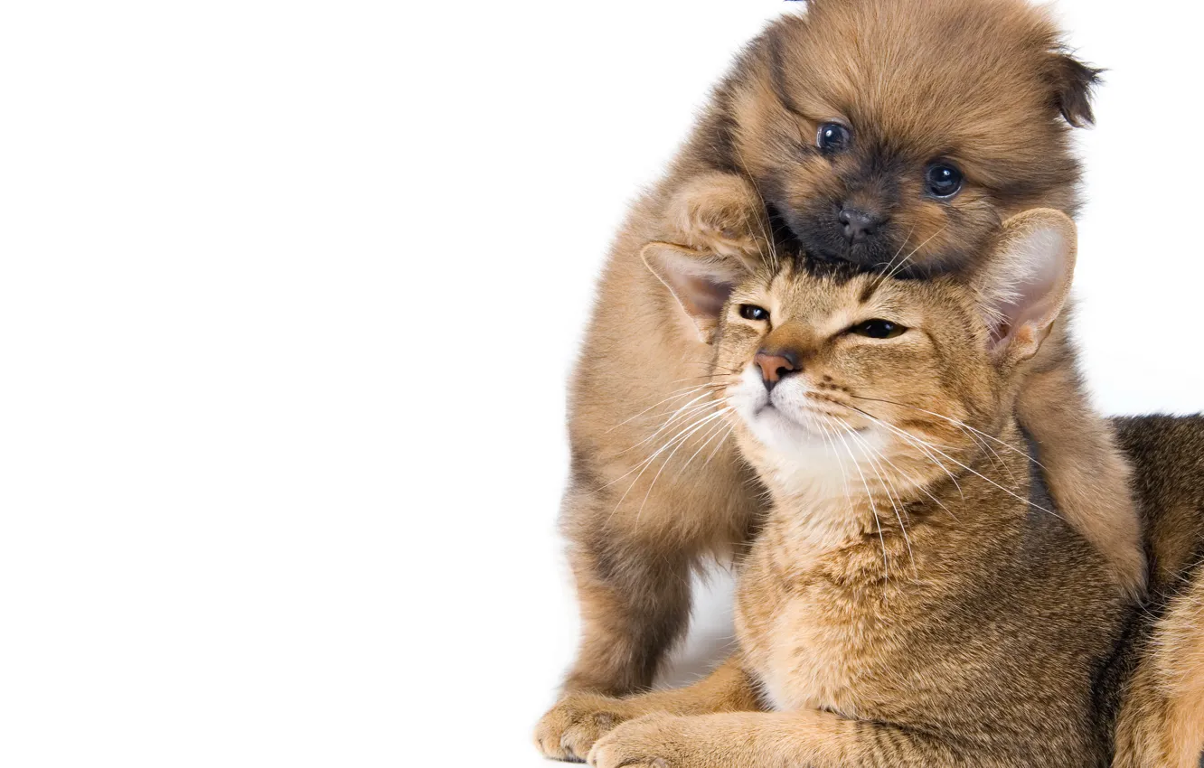 Photo wallpaper cat, small, puppy, puppy, cat