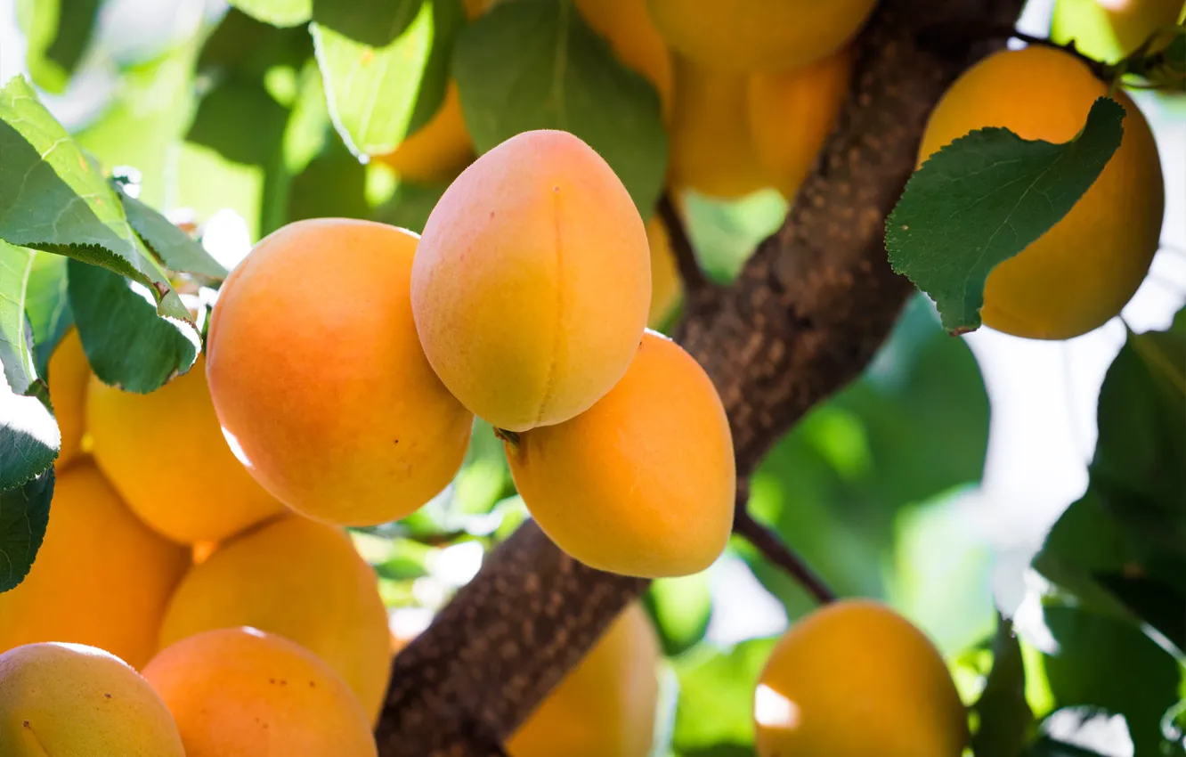 Photo wallpaper leaves, macro, trees, branches, yellow, fruit, apricots
