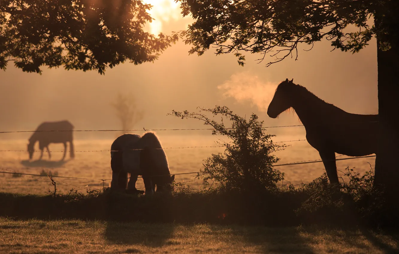 Photo wallpaper field, light, branches, nature, fog, horse, dawn, horse