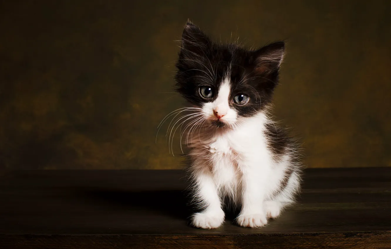 Photo wallpaper cat, look, pose, the dark background, kitty, black and white, muzzle, sitting