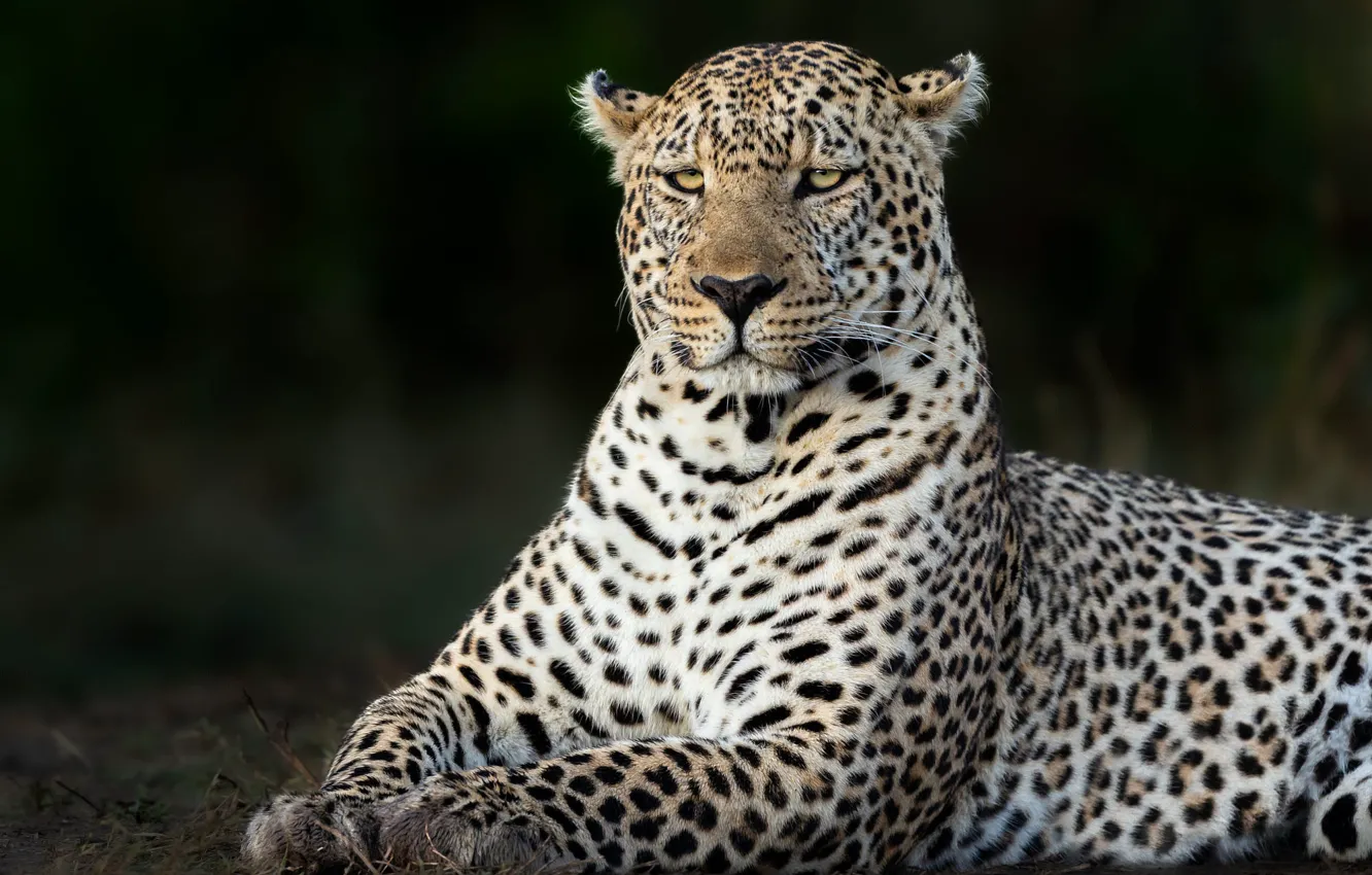 Photo wallpaper look, face, pose, the dark background, stay, portrait, leopard, lies