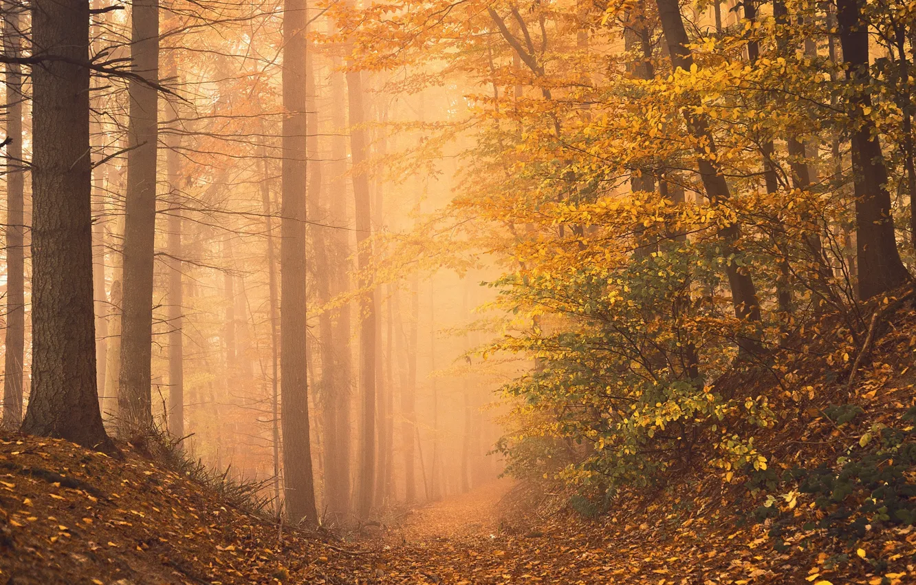 Photo wallpaper autumn, forest, photo, trail, the ravine