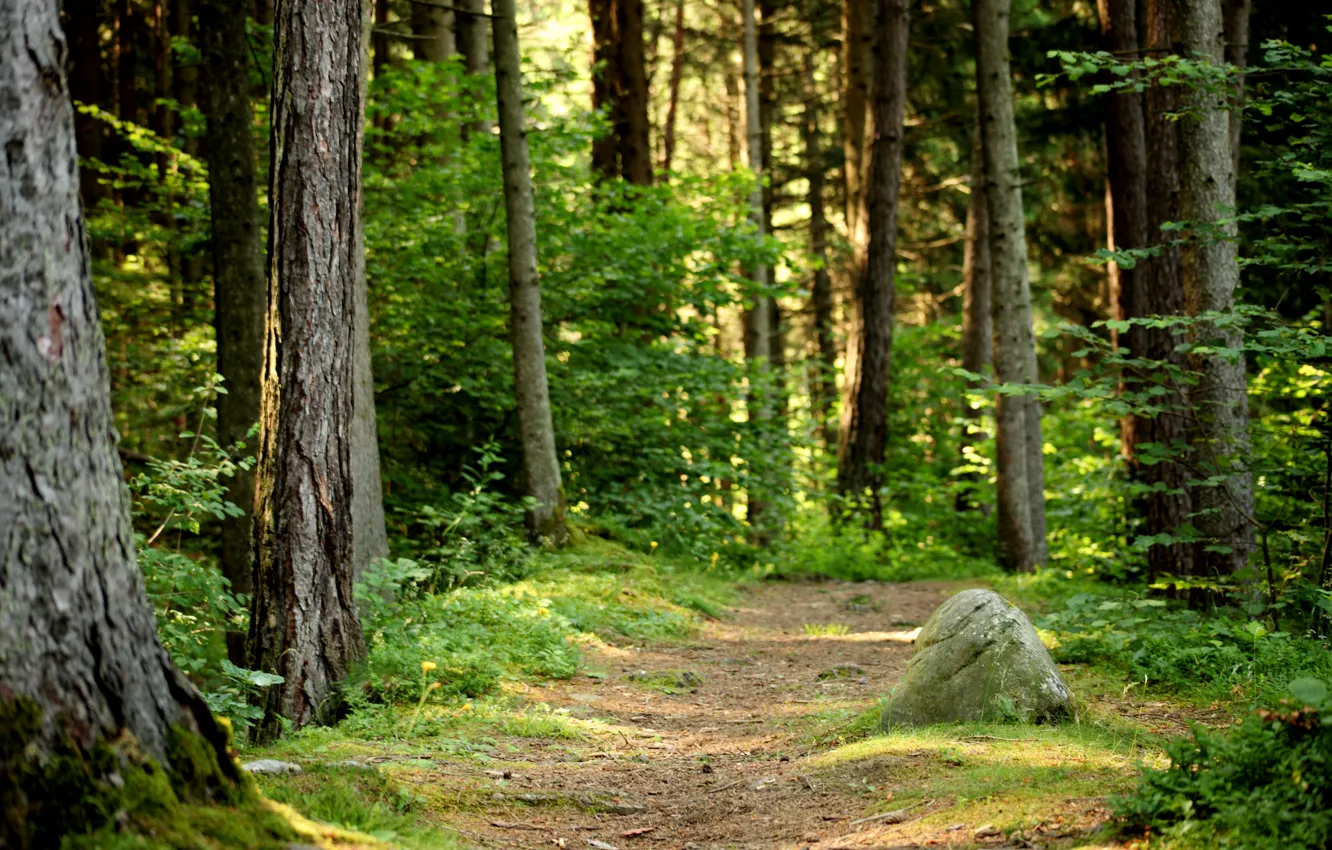 Photo wallpaper forest, summer, nature, trail