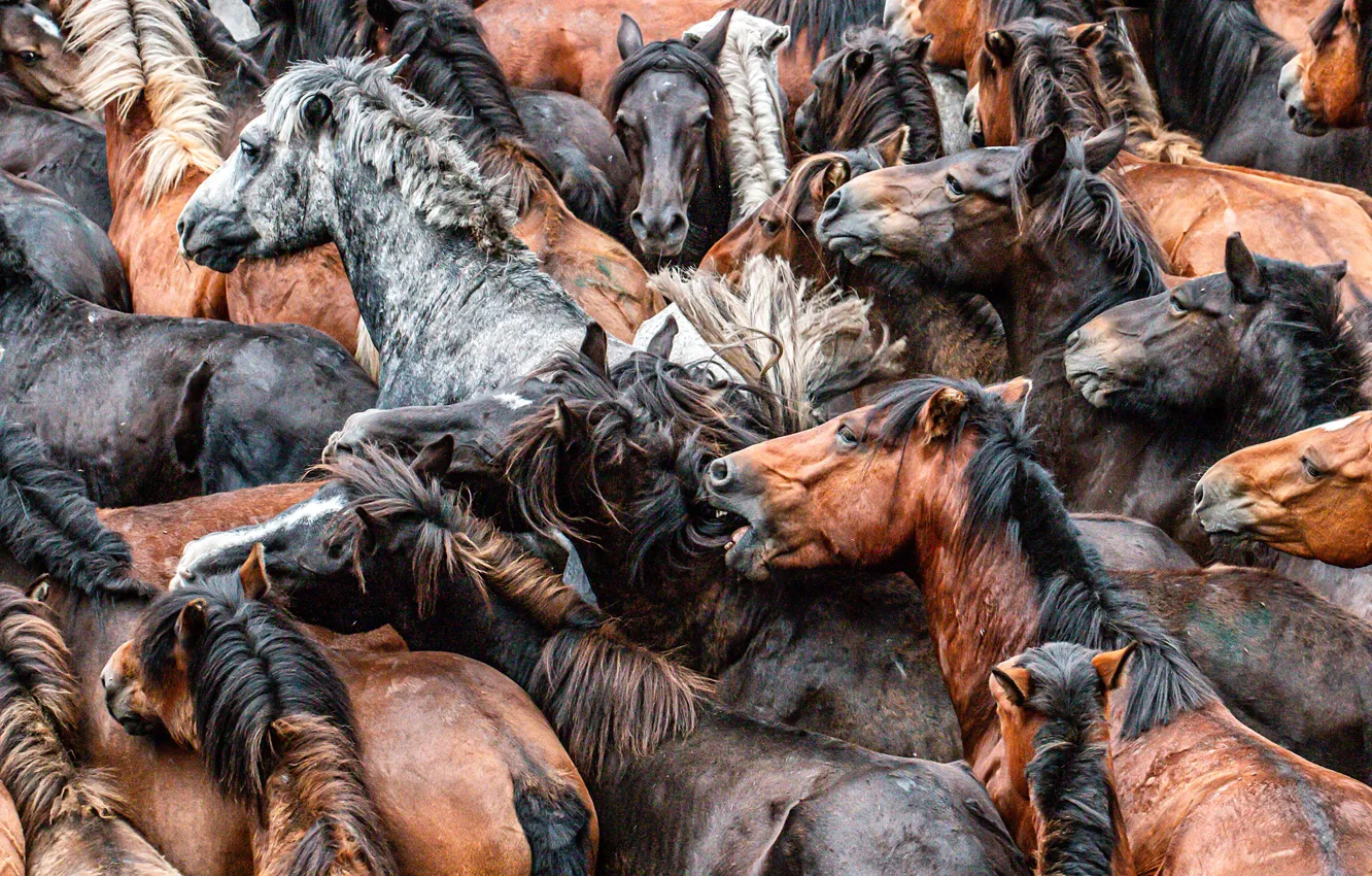 Photo wallpaper horses, horse, the herd