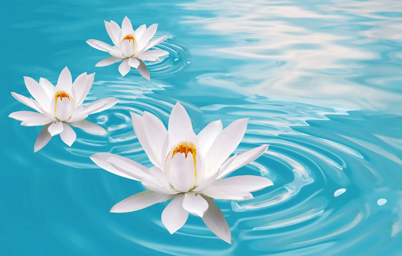 Photo wallpaper water, Lily, Lotus