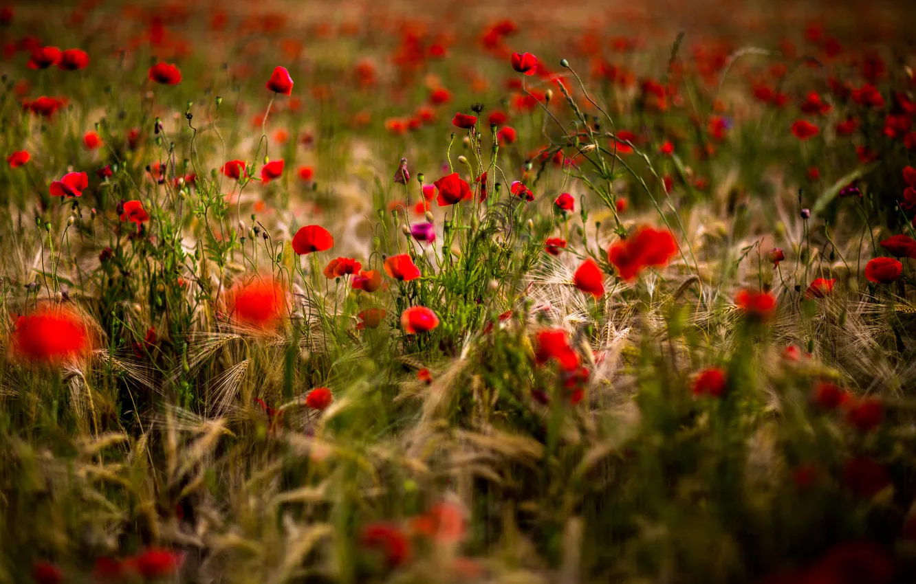 Photo wallpaper flowers, red, Maki, meadow, photographer, ears, bokeh, Filimonov