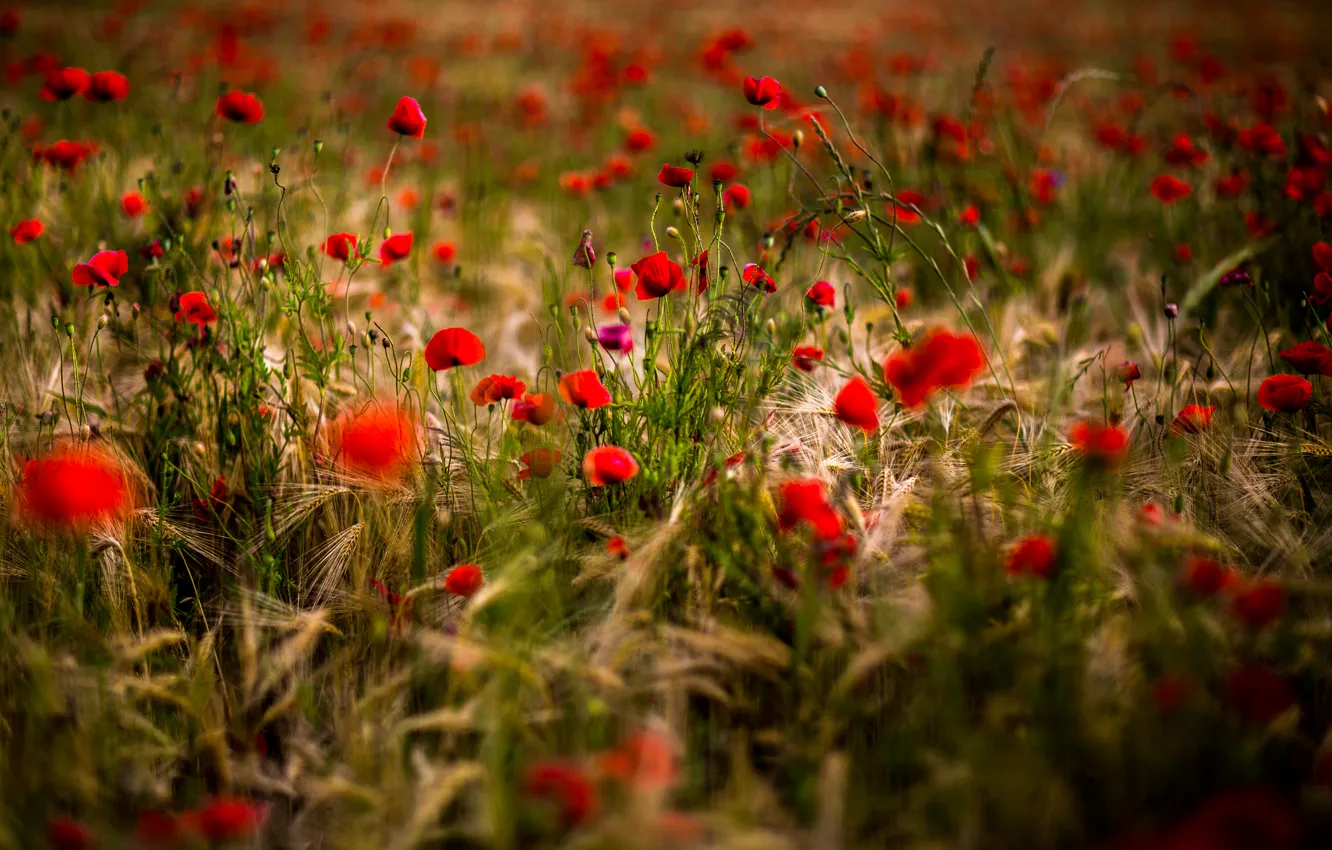 Photo wallpaper flowers, Maki, meadow, photographer, red, ears, bokeh, Filimonov