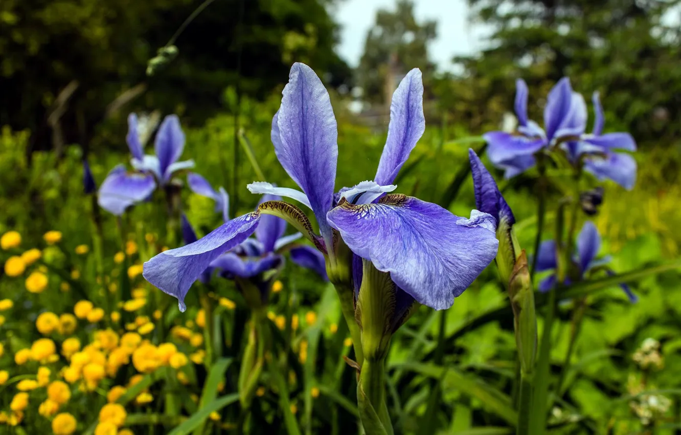 Photo wallpaper spring, meadow, iris