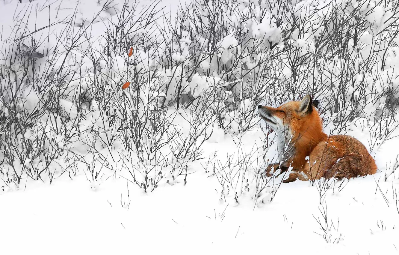 Photo wallpaper winter, snow, Canada, Fox, Fox, Manitoba