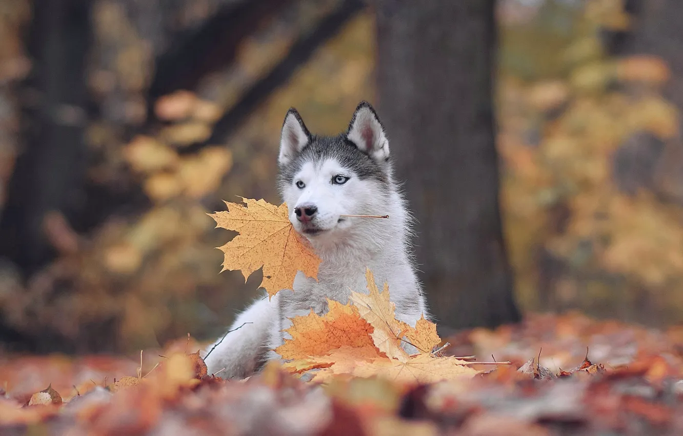 Photo wallpaper autumn, leaves, nature, animal, dog, maple, husky, dog
