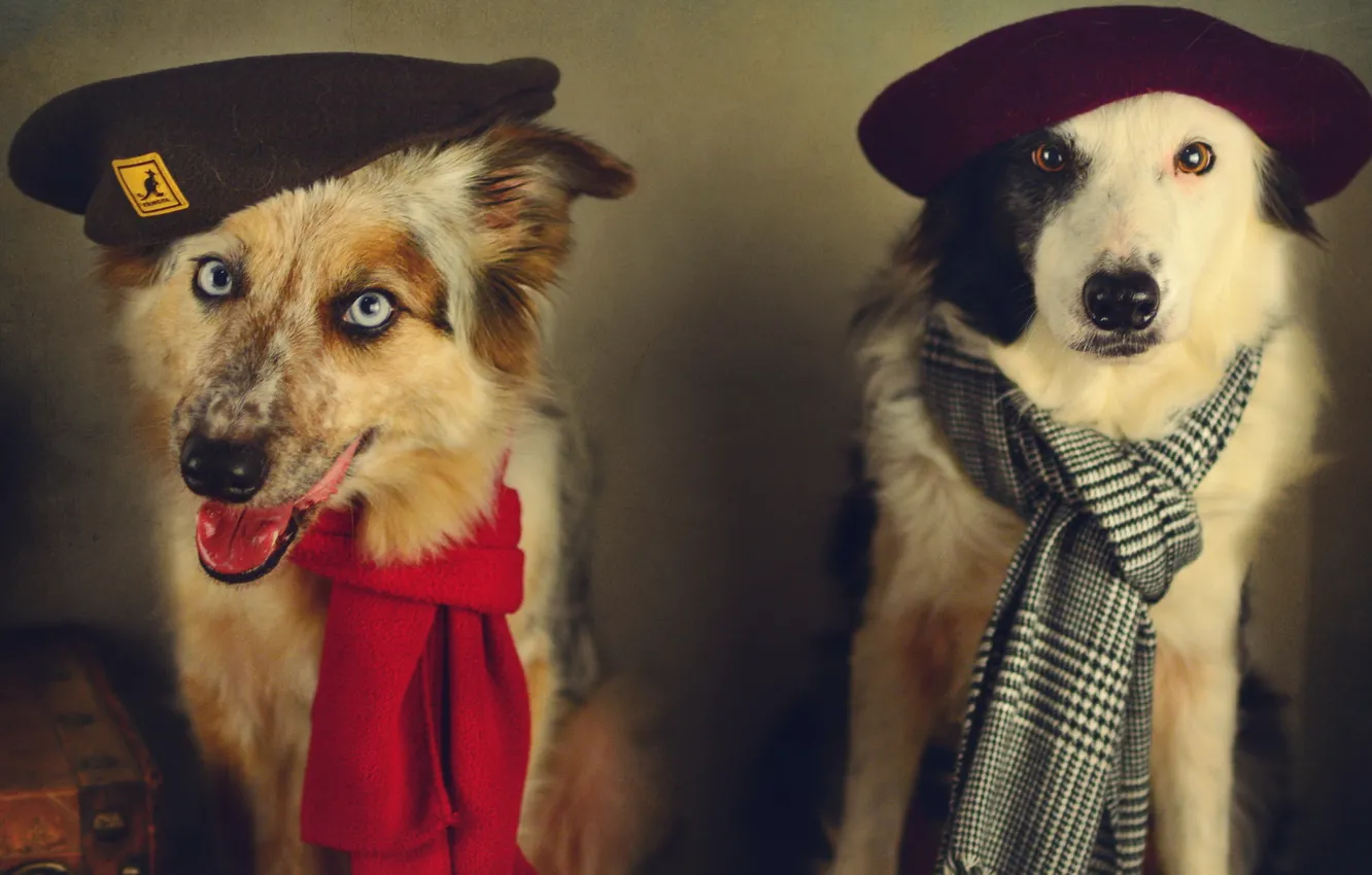 Photo wallpaper dogs, style, retro, treatment, scarf, pair, image, takes