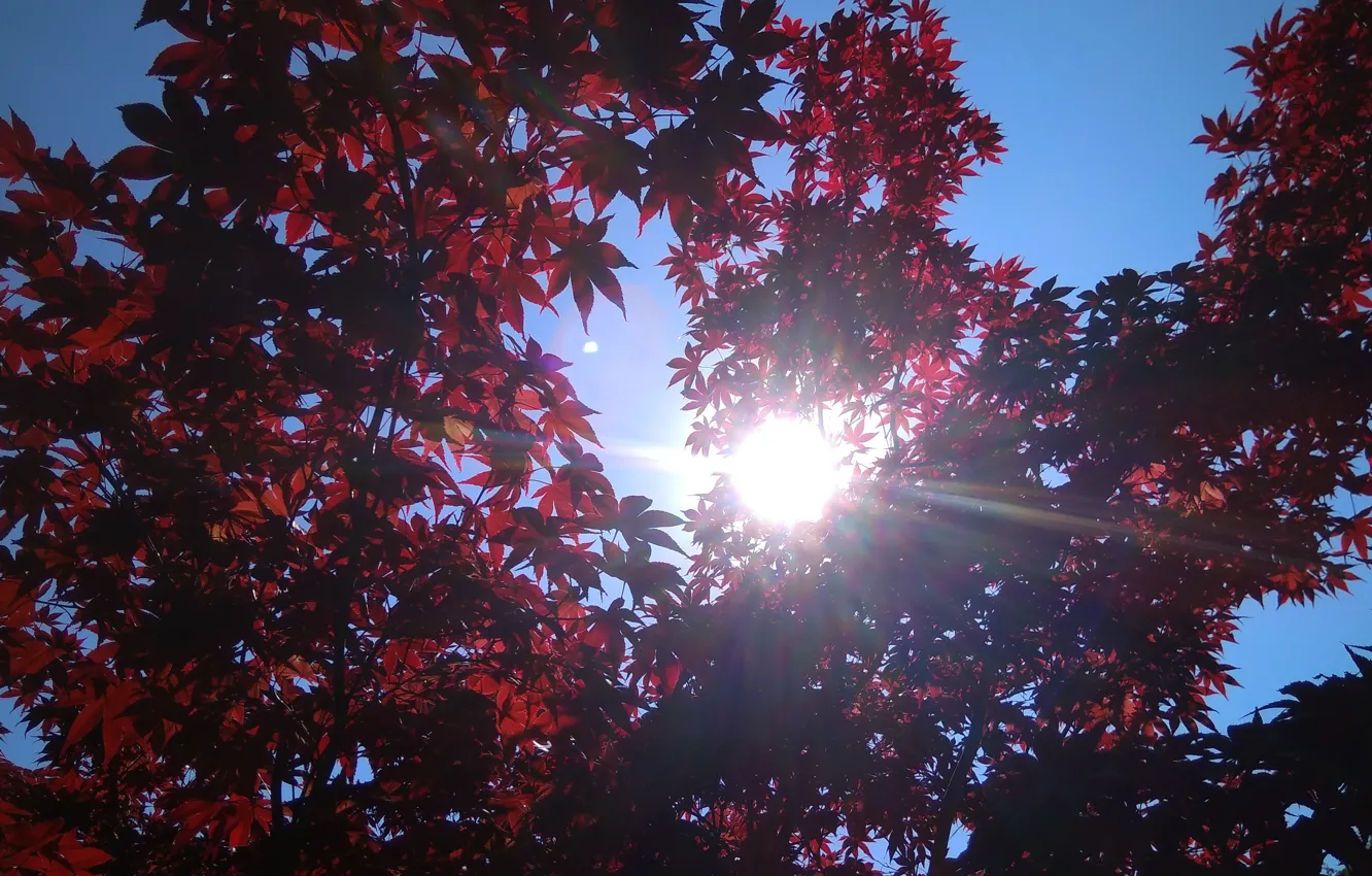 Photo wallpaper trees, nature, foliage, leaves, red leaves, red foliage, sun and sky, natural background