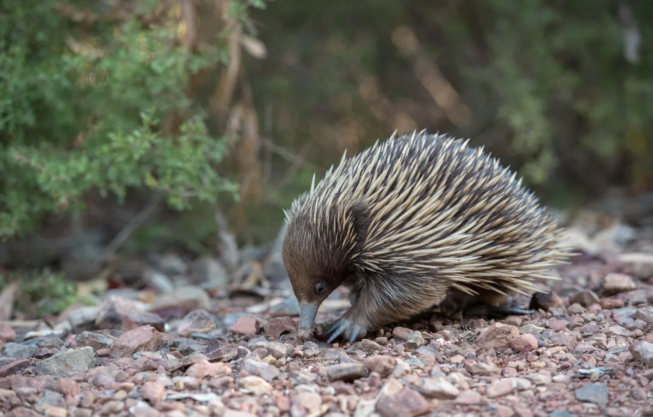 Photo wallpaper nature, stones, animal, echidna