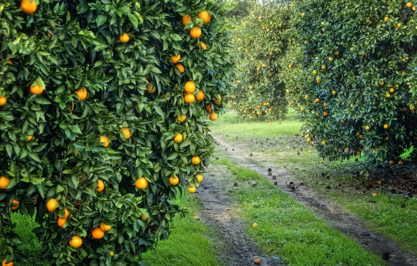 Photo wallpaper garden, harvest, fruit, orange, grove, orange