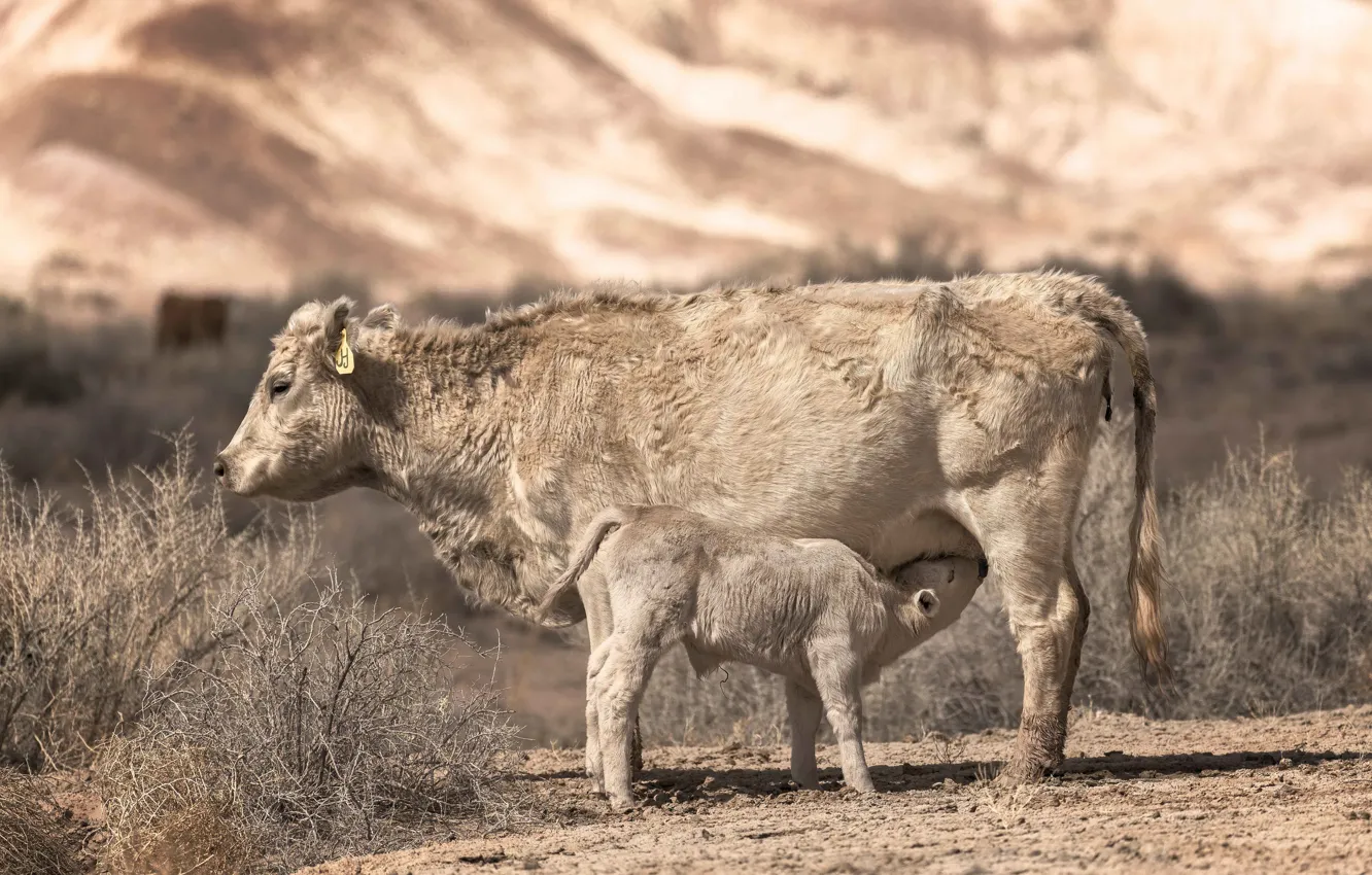 Photo wallpaper nature, background, cattle
