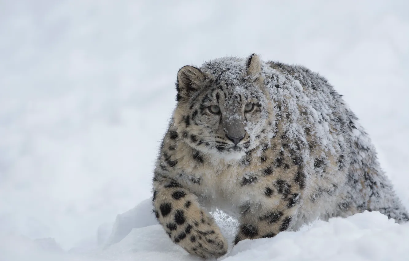 Photo wallpaper Snow Leopard, Winter, Snow, Forest, Cold