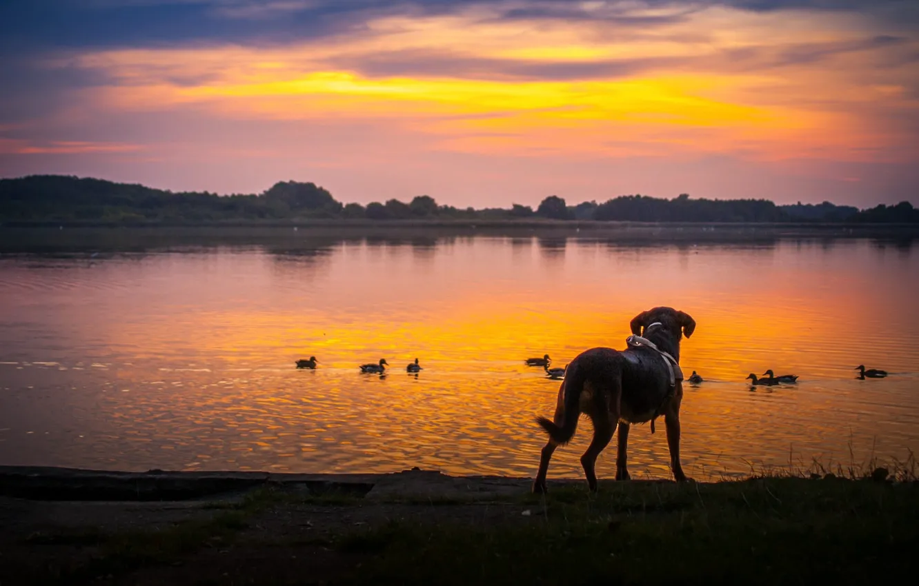 Photo wallpaper sunset, birds, shore, duck, dog, pond
